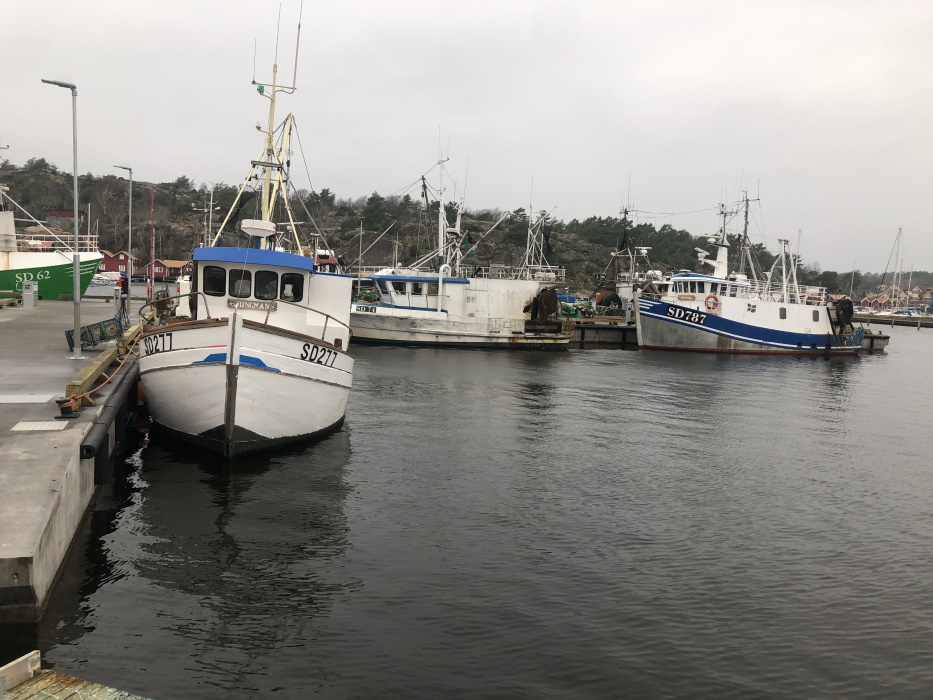 Fiskebåtar vid T-piren i Grebbestad